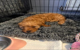 Cavapoo dogs for sale: Cavapoo F1B with extras - Image 3
