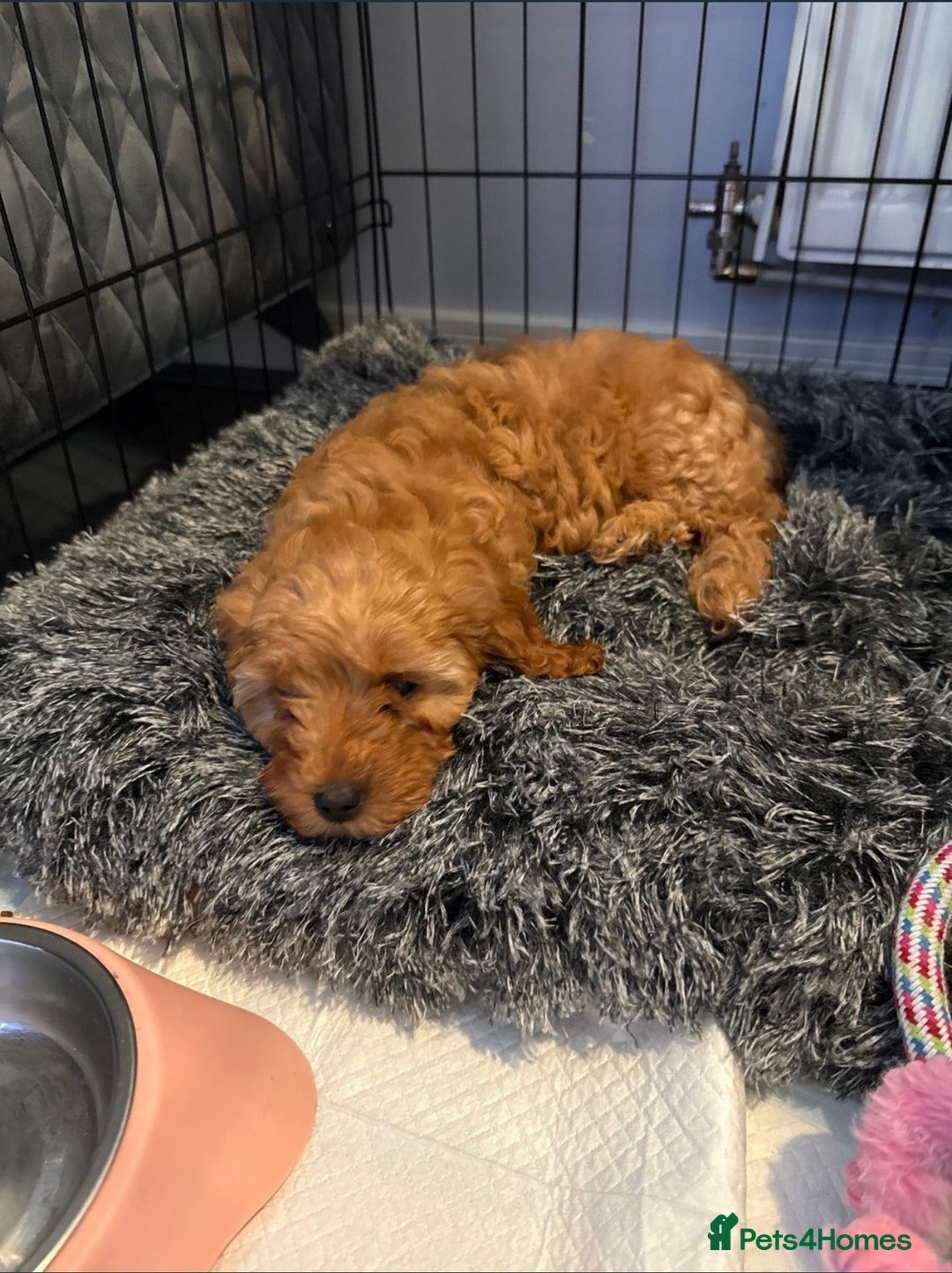 Cavapoo dogs for sale: Cavapoo F1B with extras - Image 3