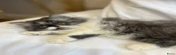 Exotic cats for sale: Exotic Persians  - Advert 12