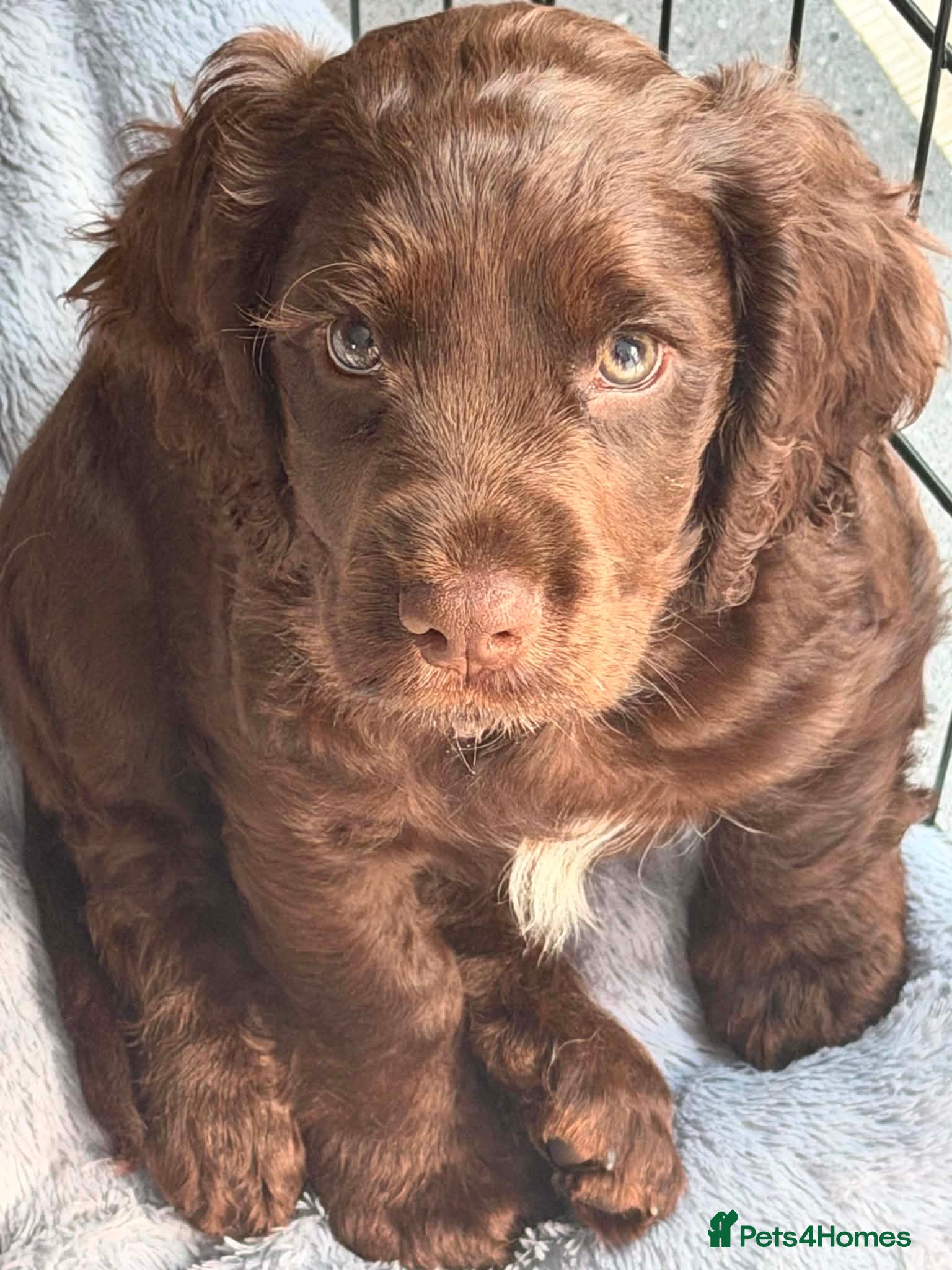 Cocker Spaniel dogs READY NOW Working Cocker Spaniels for sale - Advert 17