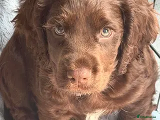 Cocker Spaniel dogs READY NOW Working Cocker Spaniels for sale - Advert 17