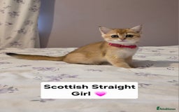 Scottish Fold cats for sale: Purebred Golden chinchilla TICA registered - Image 16