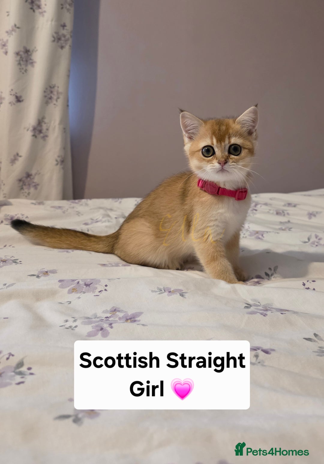 Scottish Fold cats for sale: Purebred Golden chinchilla TICA registered - Image 16