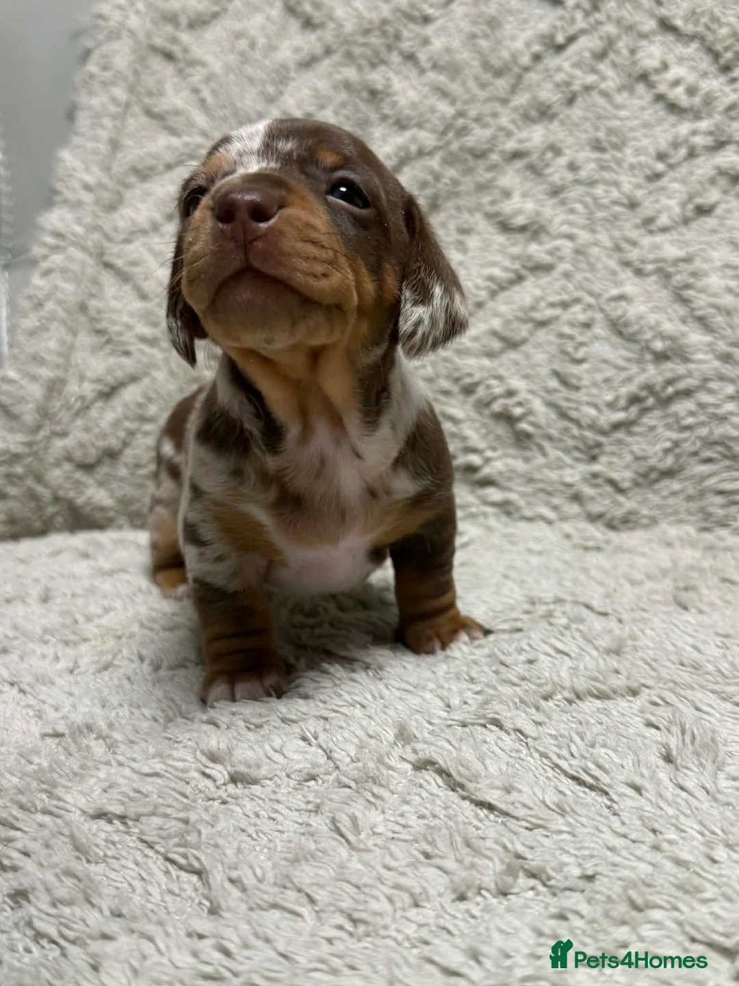 Miniature Dachshund dogs for sale: ONE LEFT KC REG LONG Hair Miniature Dachshund Pups - Advert 25