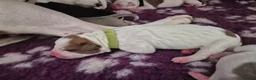 American Bulldog dogs for sale: 7 absolutely stunning puppies available  - Advert 9