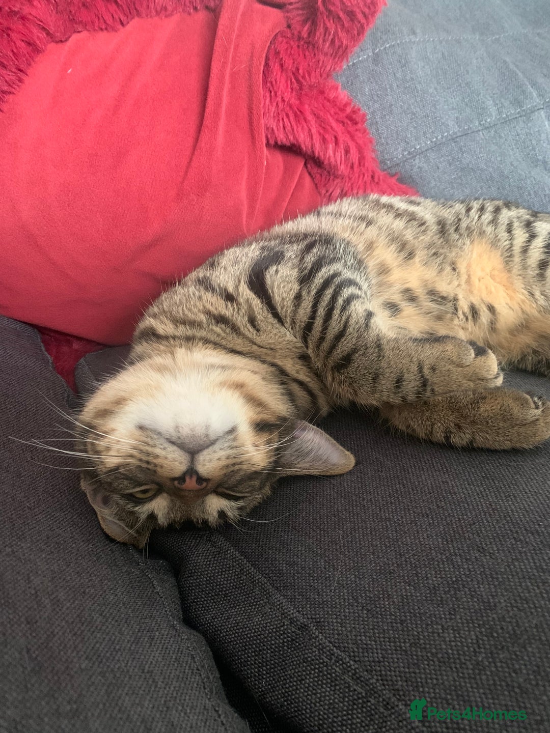 British Shorthair cats for sale: British shorthair cat 4 years old  - Advert 2