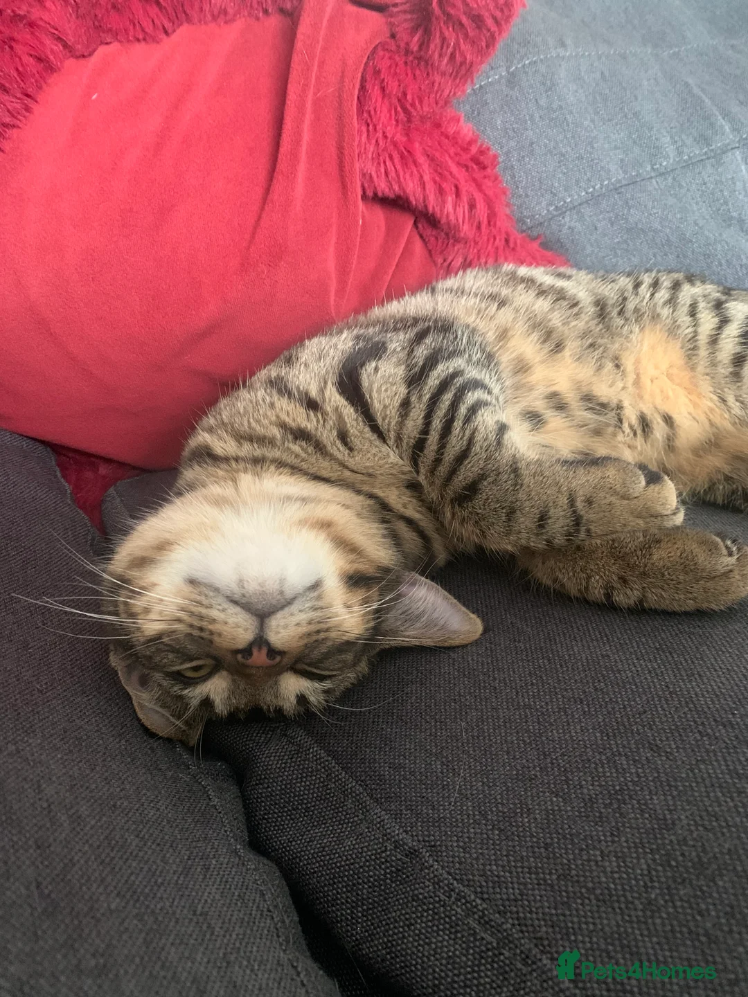 British Shorthair cats for sale: British shorthair cat 4 years old  - Advert 2