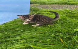 Domestic Shorthair cats for sale: Adorable Kittens Looking for Loving Homes 🐾 - Image 16