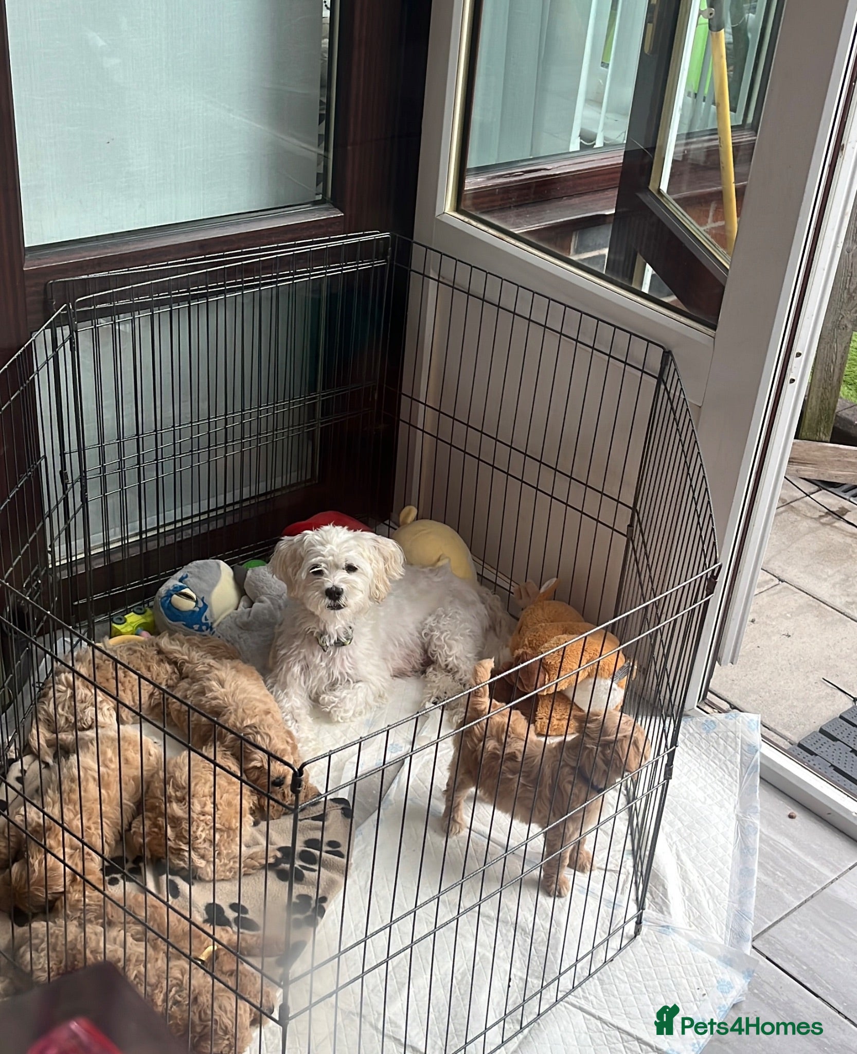 Shihpoo dogs 4 Shihpoos  - Advert 11