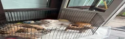 Shihpoo dogs for sale: 4 Shihpoos  - Advert 1