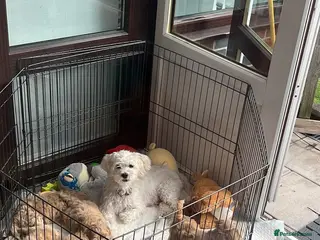 Shihpoo dogs **READY TO GO** 2 Shihpoos - Advert 1