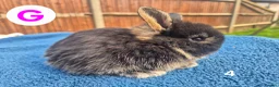 Mini Lop rabbits for sale: 3 x litters of gorgeous mini lop babies - Advert 13