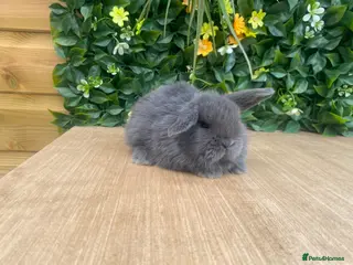 Mini Lop rabbits Mini lops ( Est since 2014 ) - Advert 13
