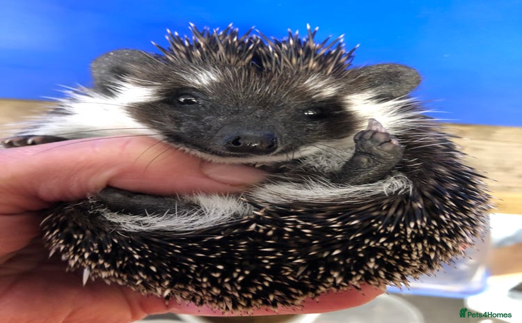 Pygmy Hedgehog rodents - Advert 2