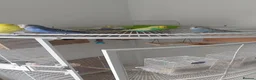 Budgerigars birds for sale: Beautiful budgies  in Aylesford - Advert 9