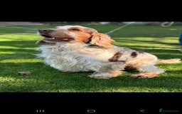 Cocker Spaniel dogs for sale: *Cocker spaniel puppys* - Image 9