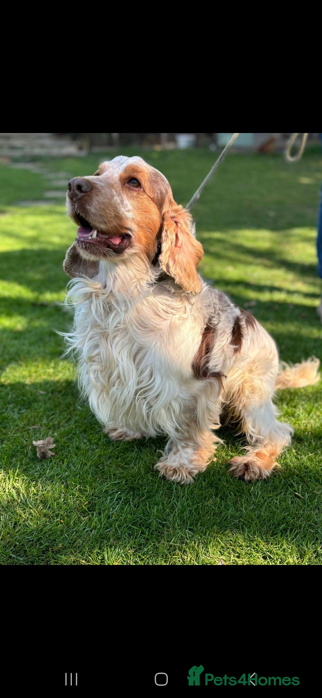 Cocker Spaniel dogs for sale: *Cocker spaniel puppys* - Image 9