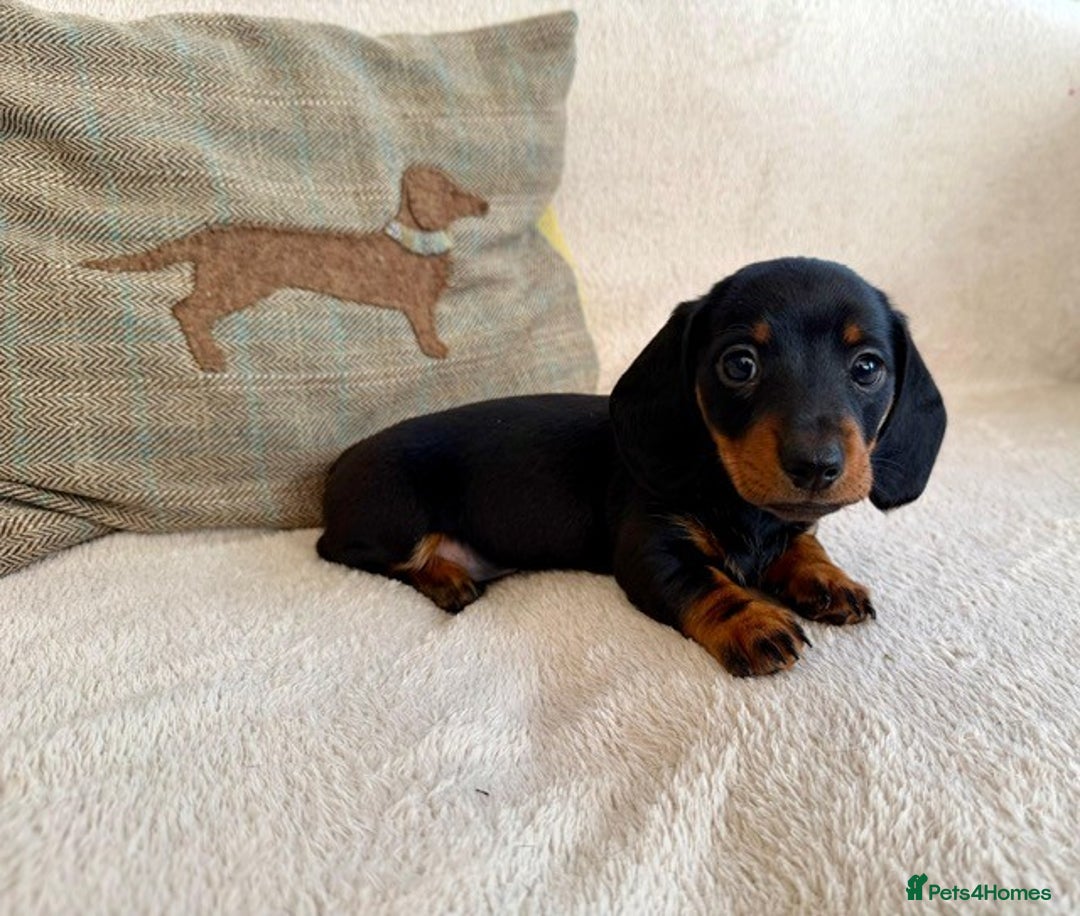 Miniature Dachshund dogs for sale: Miniature smooth haired Dachshunds  - Image 5