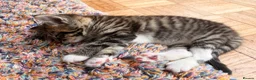 Maine Coon cats for sale: Maine Coon mixed kittens  - Advert 16