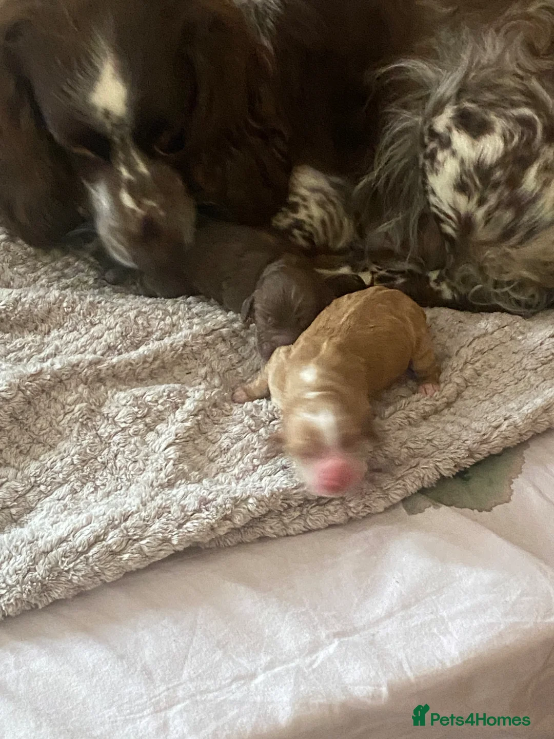 Cocker Spaniel dogs for sale: Cocker Spaniel Puppies  - Advert 8