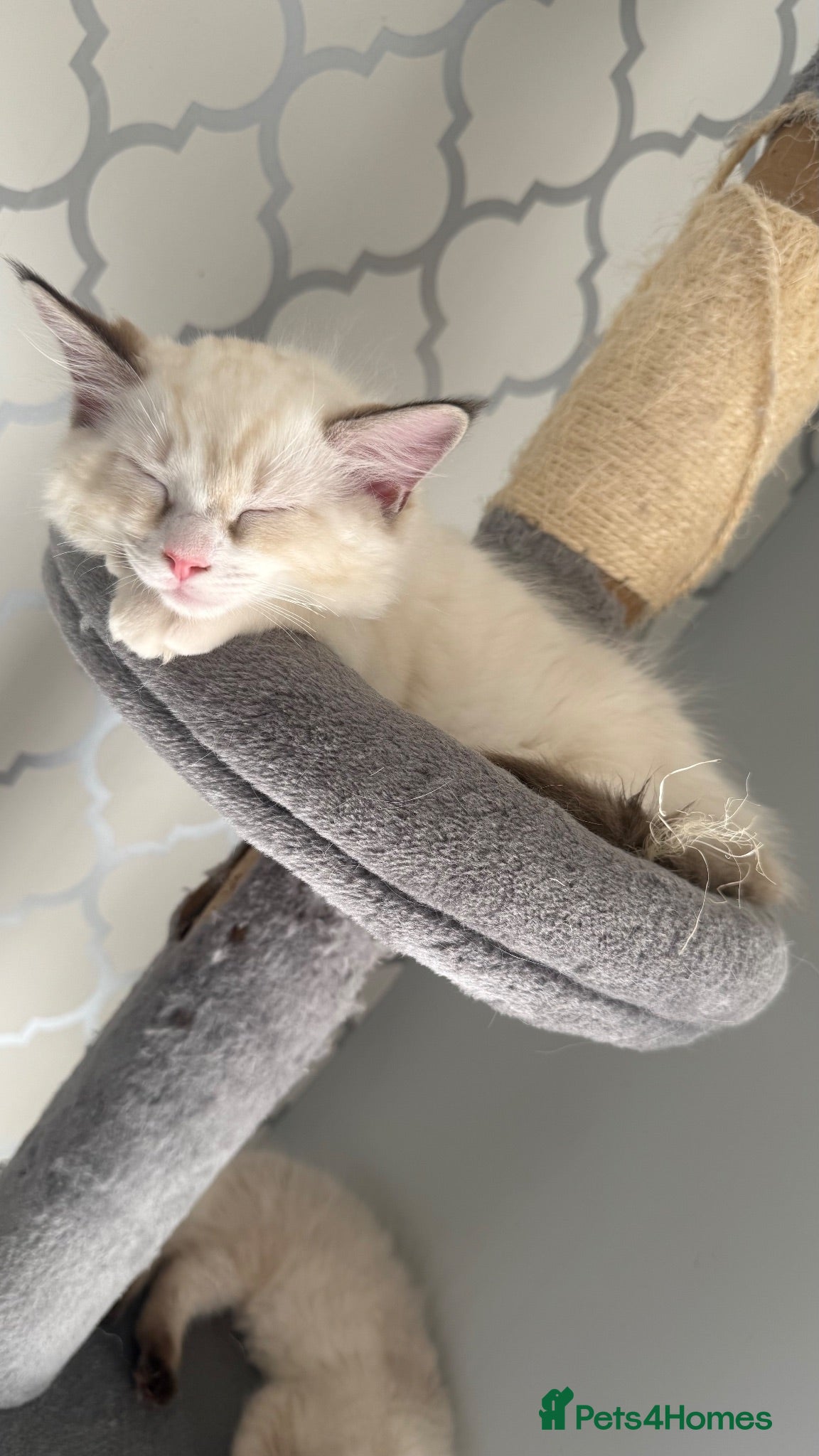 Ragdoll cats 5 males , 2 females  - Advert 2