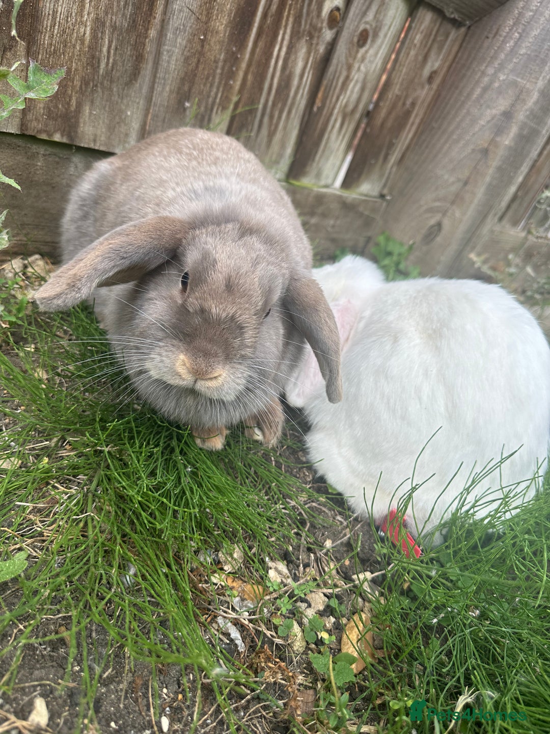 Mini Lop rabbits for sale: Rabbits for sale  - Image 2