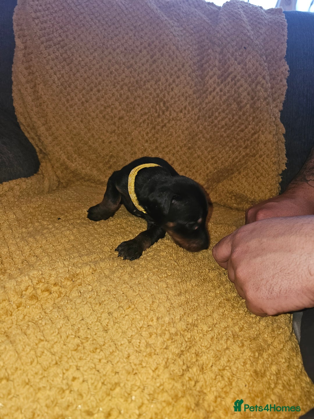 Dobermann dogs for sale: ☆☆DOBERMAN PUPPIES FOR SALE ☆☆ - Advert 9