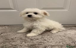 Maltipoo dogs for sale: 🐾Maltipoo puppy’s 🐾  - Image 6