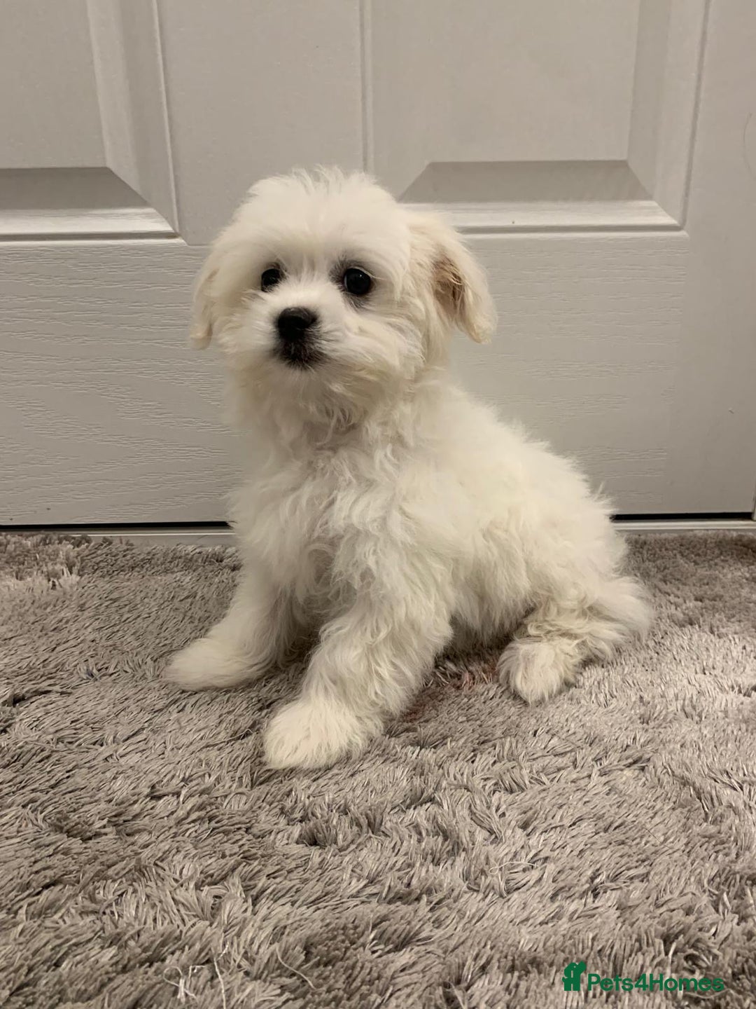 Maltipoo dogs for sale: 🐾Maltipoo puppy’s 🐾  - Image 6