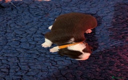 Border Collie dogs for sale: Traditional border collie puppies - Image 7