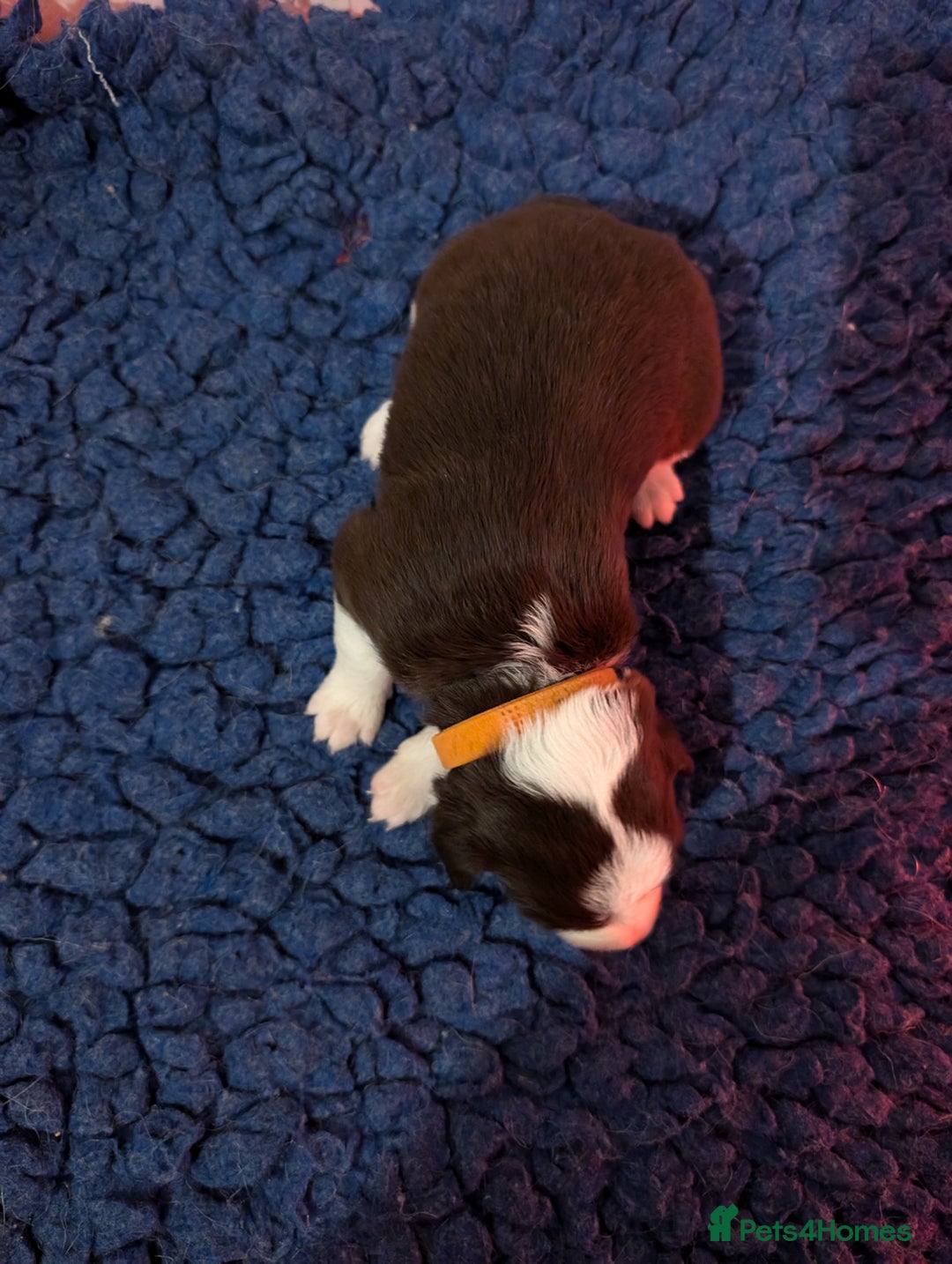 Border Collie dogs for sale: Traditional border collie puppies - Image 7