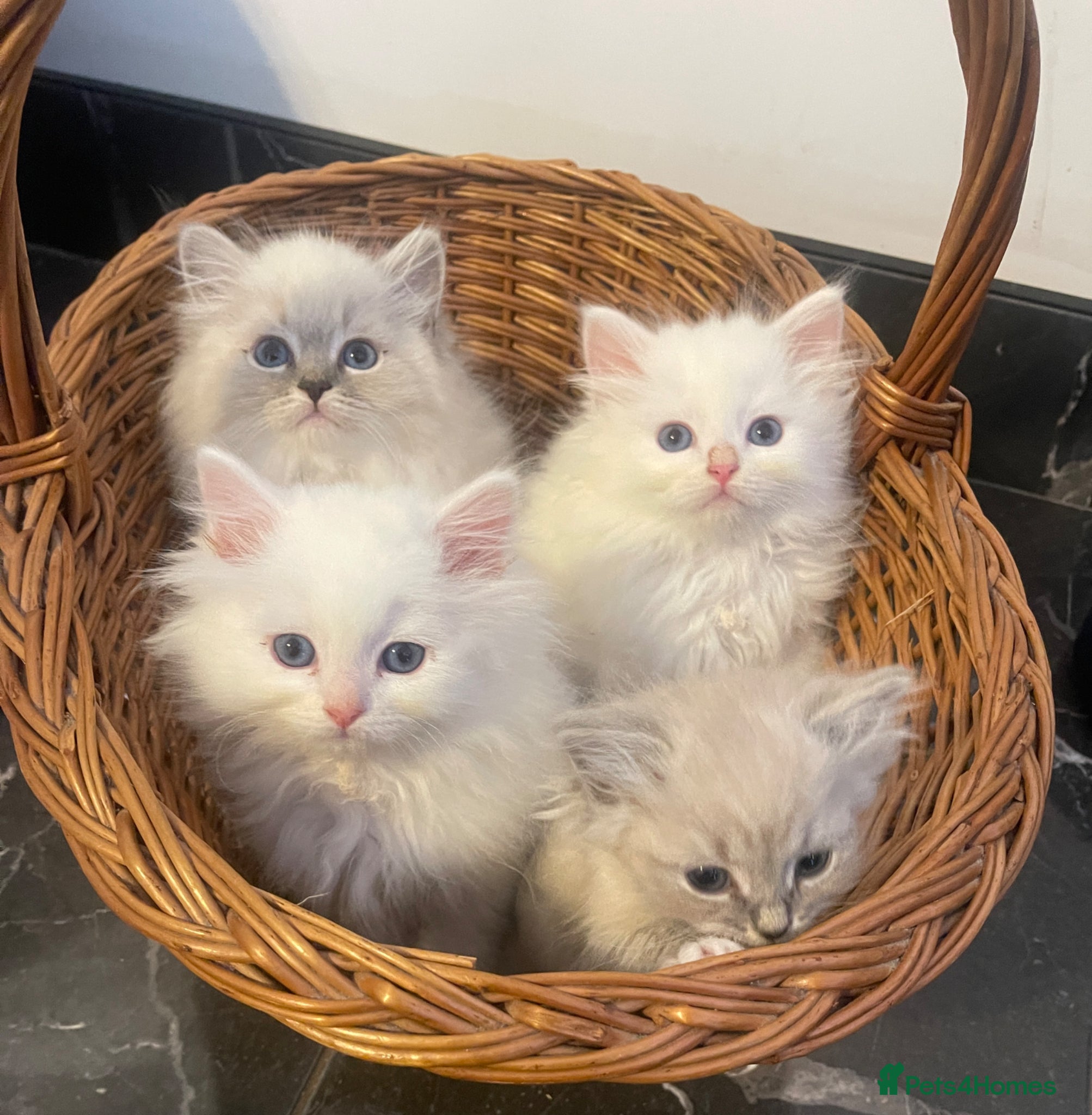 Siberian cats Siberian Pure Kittens Available  - Advert 9