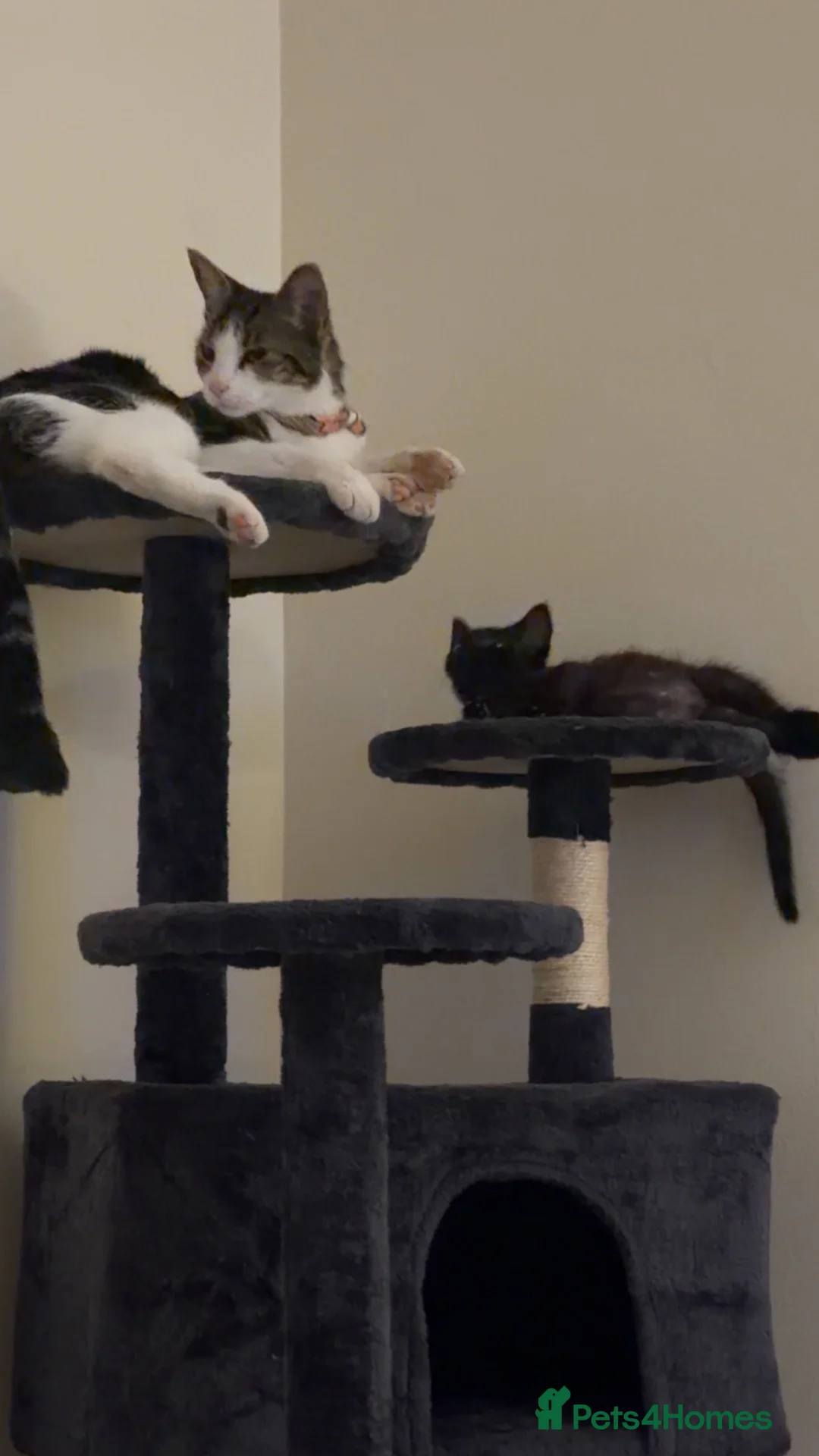 Mixed Breed cats for sale: One male boy left  - Advert 2