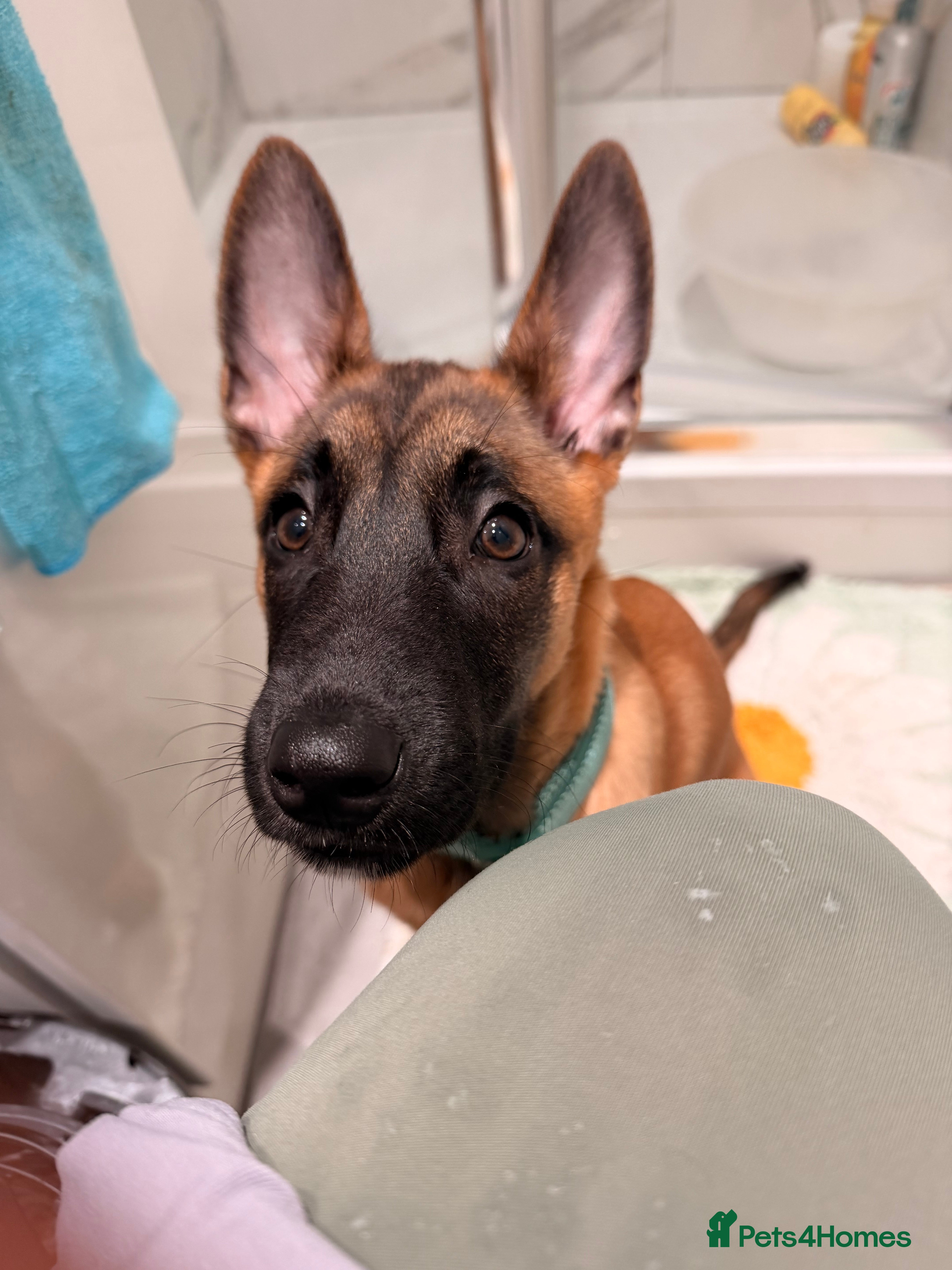 Belgian Shepherd Dog dogs 4-Month-Old Female Belgian Malinois  - Advert 1