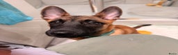 Belgian Shepherd Dog dogs for sale: 4-Month-Old Female Belgian Malinois  - Advert 8