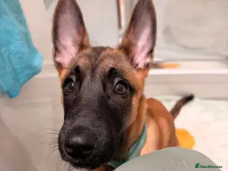 Belgian Shepherd Dog dogs 4-Month-Old Female Belgian Malinois - Advert 23