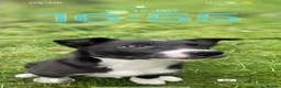 Border Collie dogs for sale: 10 month old male border collie puppy - Advert 5