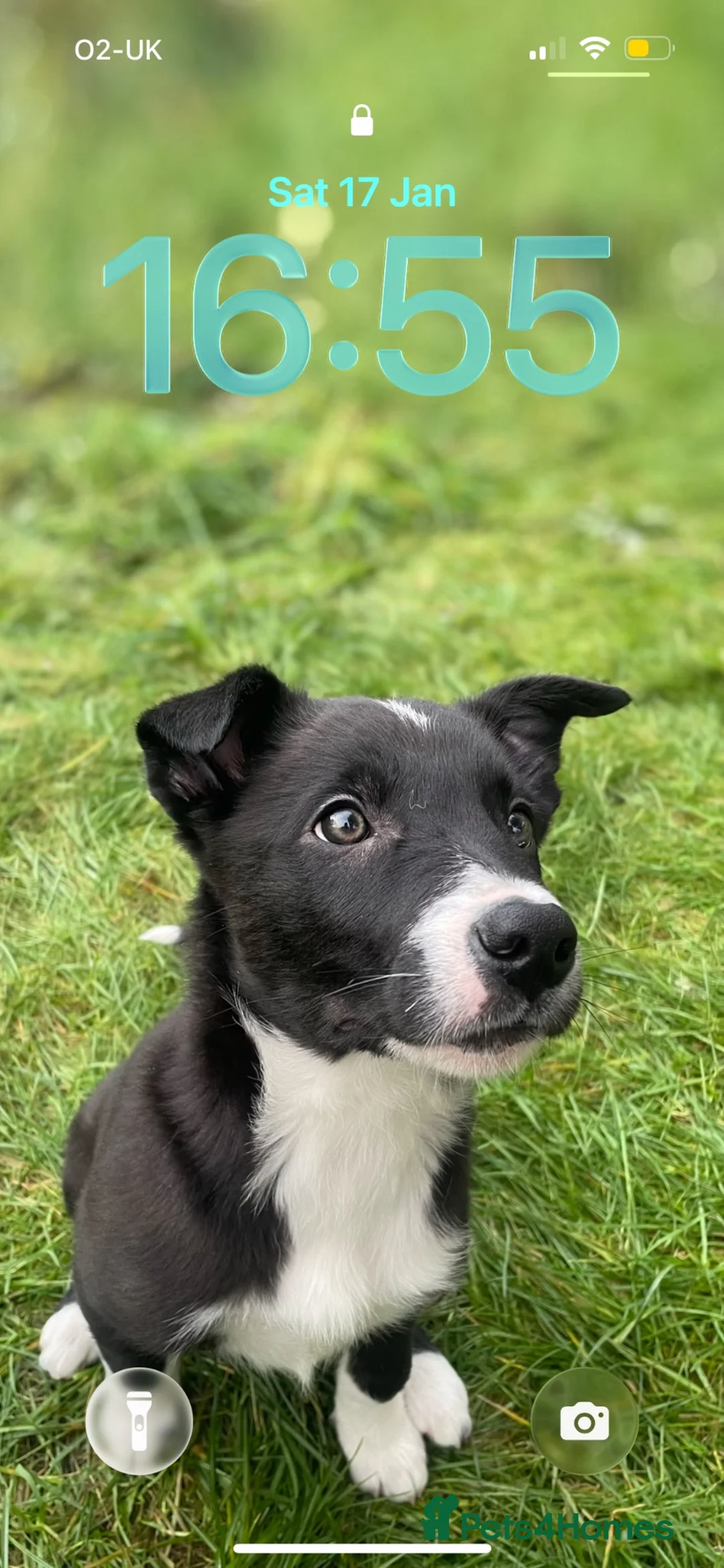 Border Collie dogs for sale: 10 month old male border collie puppy - Advert 5