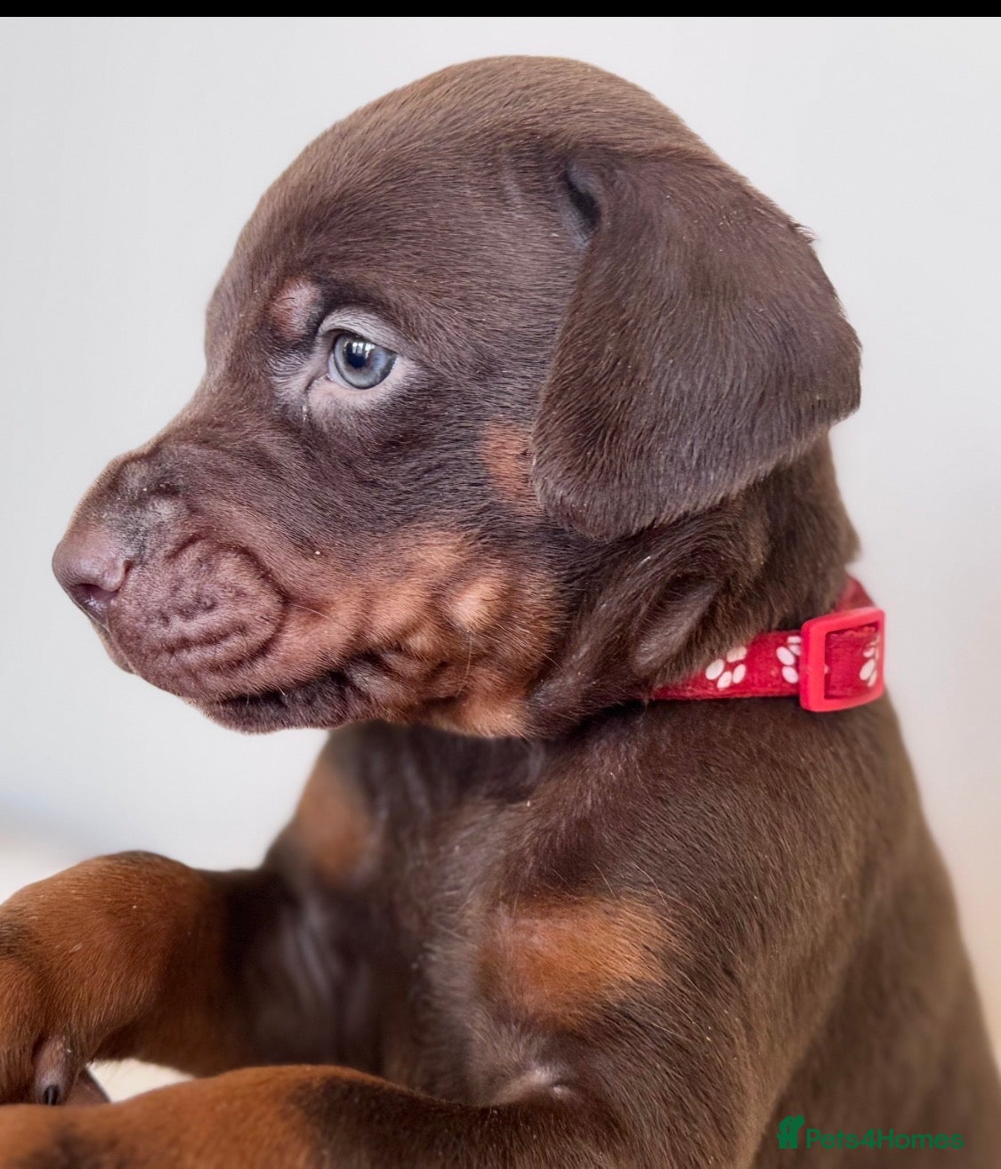 Dobermann dogs CHESHIRE WORLD CLASS DOBERMAN PUPPY - Advert 5