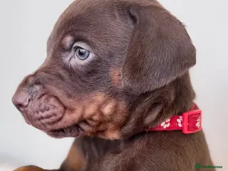 Dobermann dogs CHESHIRE WORLD CLASS DOBERMAN PUPPY - Advert 3