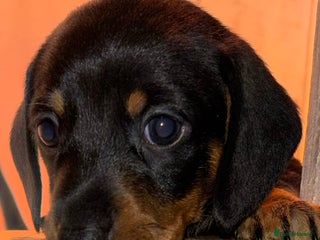 Miniature Dachshund dogs Gorgeous Miniature Dachshunds For Sale - Advert 16