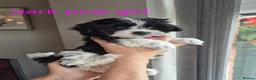 Maltese dogs for sale: Maltese/Havanese Puppies  - Advert 7