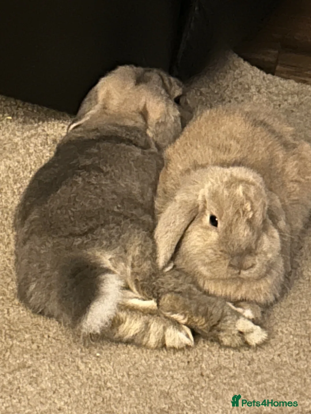 Dwarf Lop rabbits for sale: Rabbits for rehoming. in Newport - Advert 2
