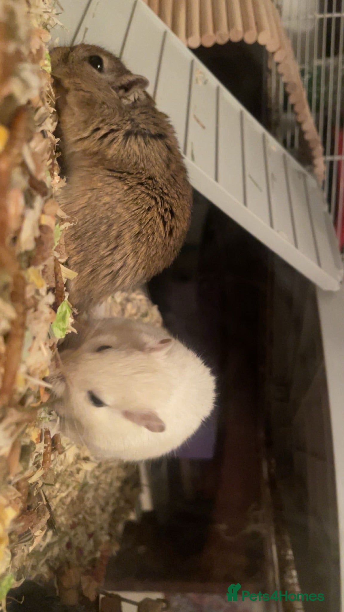 Gerbil rodents Female gerbils for sale  - Advert 1