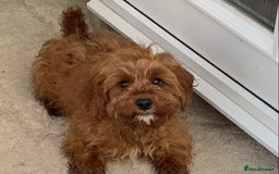 Cavapoo dogs for sale: F1 cavapoo puppies 2 girls 1 boy available now  - Image 7
