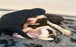 Cocker Spaniel dogs for sale: Beautiful Kc Working Cocker Spaniel Puppies - Image 9