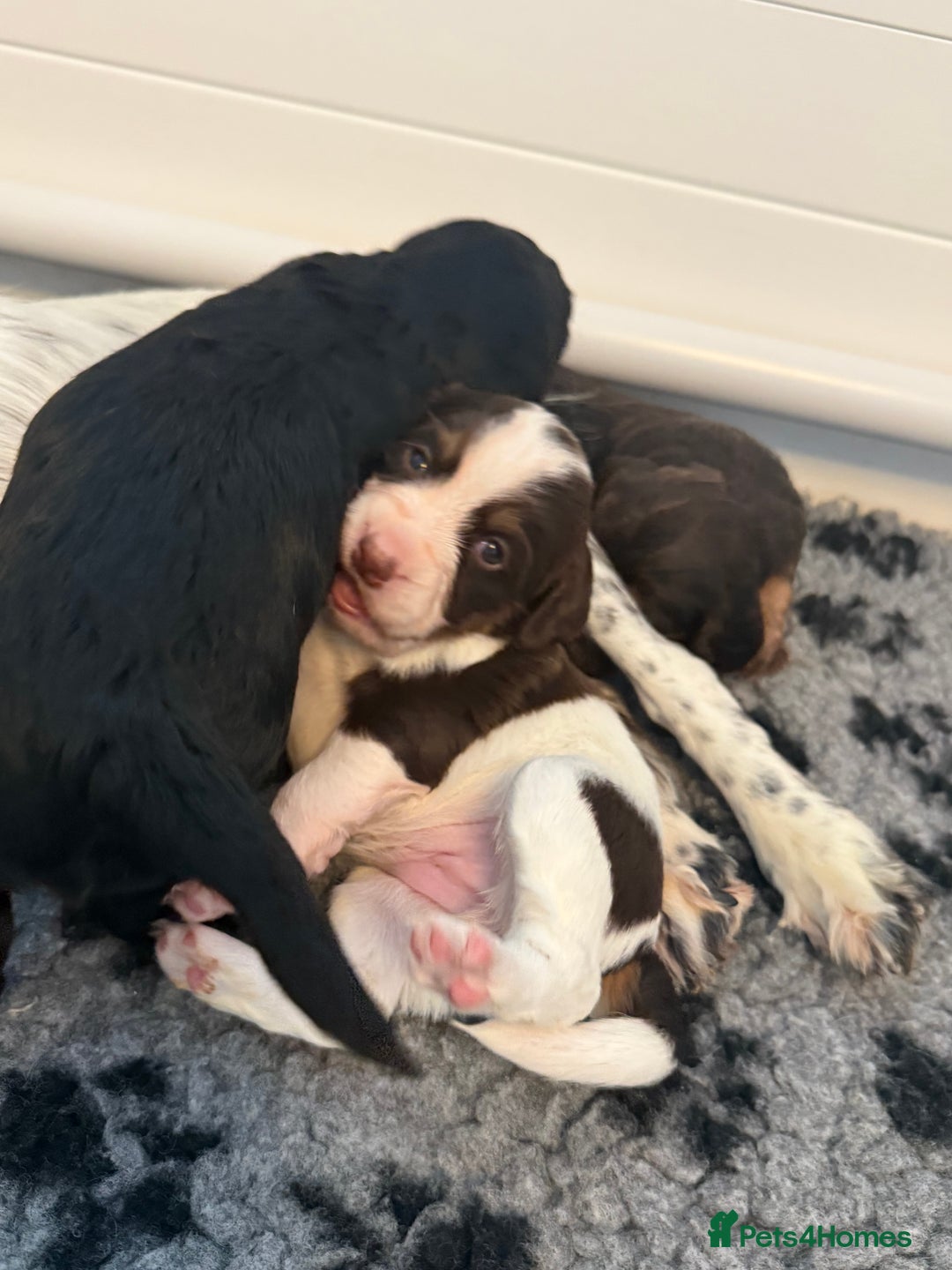 Cocker Spaniel dogs for sale: Beautiful Kc Working Cocker Spaniel Puppies - Image 9