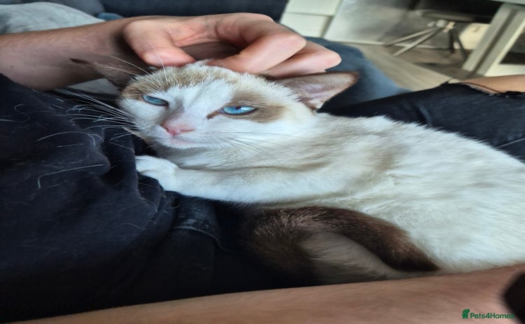 Snowshoe cats Very rare Pedigree Snowshoe kittens ready to go   - Advert 12