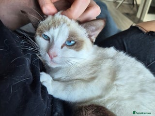 Snowshoe cats Really friendly rare Pedigree snowshoe ready today - Advert 8