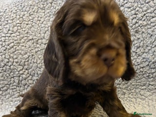 Cocker Spaniel dogs Beautiful KC English Show Cocker pups. - Advert 6